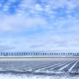 Schermer Polder Snow Landscape