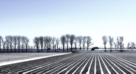 Schermer Polder Snow Landscape 2